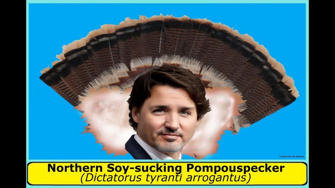Justin Trudeau: Bird of the Week! Northern Soy-sucking Pompouspecker (Canadian Brown-nosed Pecker)